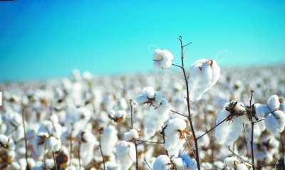从东莞到新疆:棉花的世纪旅行