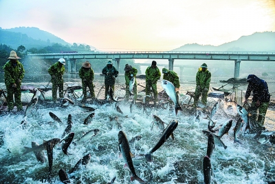 江西新余:渔业丰收