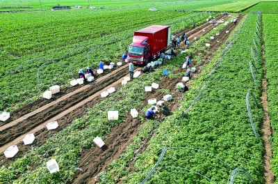 河北玉田：优质蔬菜生产丰富北京“菜篮子”