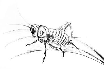 蟋蟀素描图片
