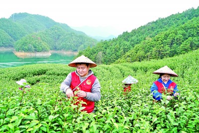 浙江省淳安县首批早春茶在里商乡茶园开采