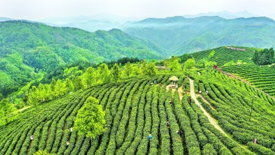 陕西省安康市平利县：以茶致富 因茶兴业