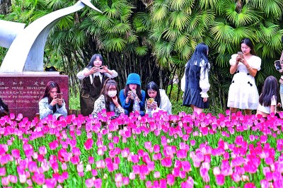 游客们在昆明观赏郁金香花